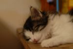 Файл=_DSC0017_.jpg
Объём=86KB
Размеры=1000x671
Дата=Июль 16, 2007 _DSC0017_.jpg