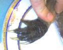Файл=krokodil,lapa.jpg
Объём=164KB
Размеры=1280x1024
Дата=Июнь 08, 2007 krokodil,lapa.jpg