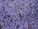 Файл=DSC01709.JPG
Объём=294KB
Размеры=1000x750
Дата=Июль 18, 2006 DSC01709.JPG