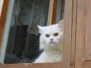 Кошак в окне.jpg